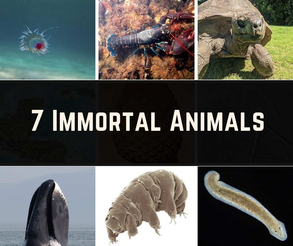 7 Immortal Animals